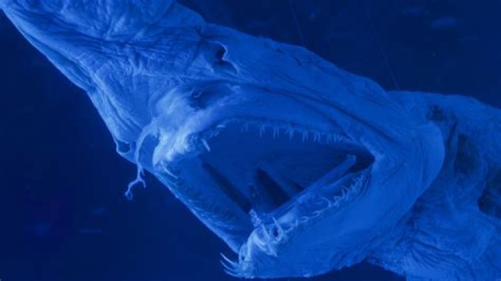Can face down monsters use their effects?