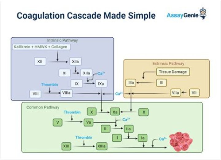 Does Cascade Trigger Cascade?