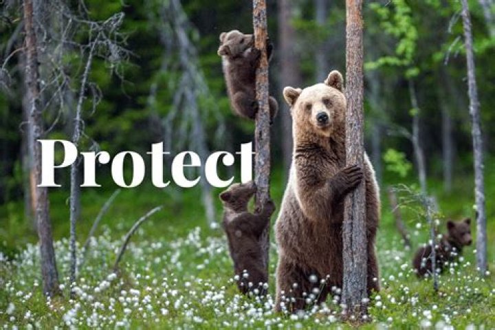 What is protection from creatures?